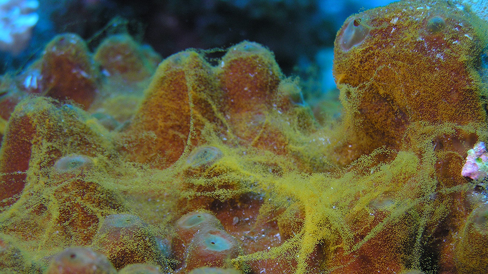 Ribbons of tiny yellow eggs draped across a spawning sponge.