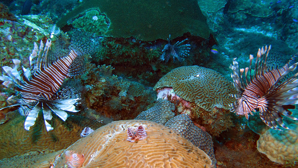 Lionfish on the reef