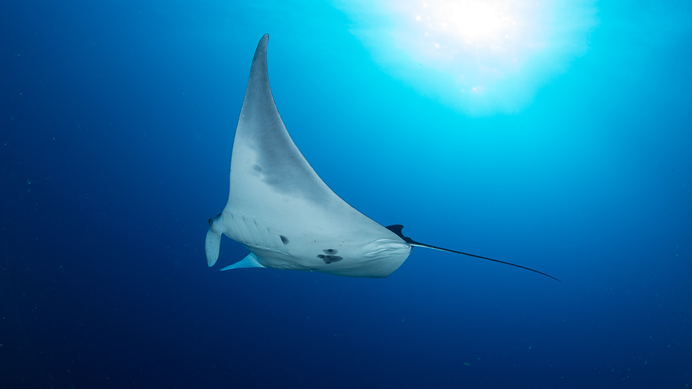 Manta ray with a mostly white belly