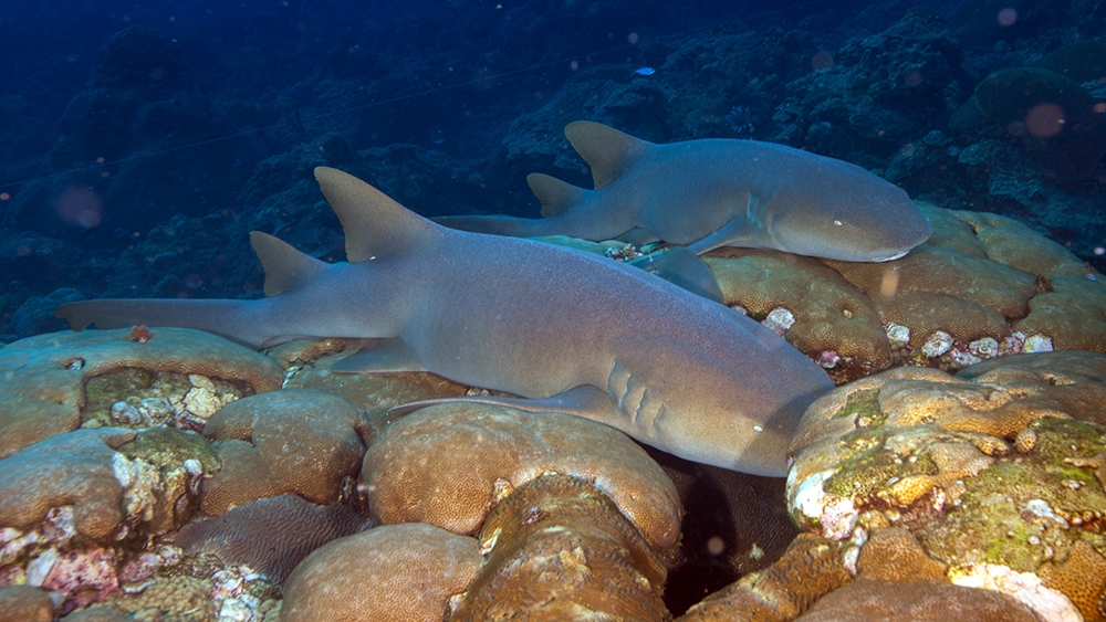 Two nurse sharks resting on top of large corals on the reef.
