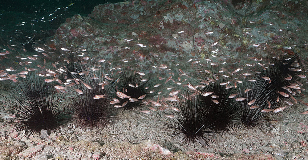 A school of small vermillion snapper swarming around longspine sea urchins at Steston Bank 