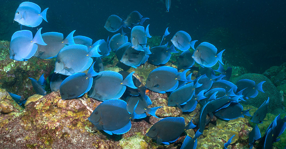 Blue Tanks schooling over the reef