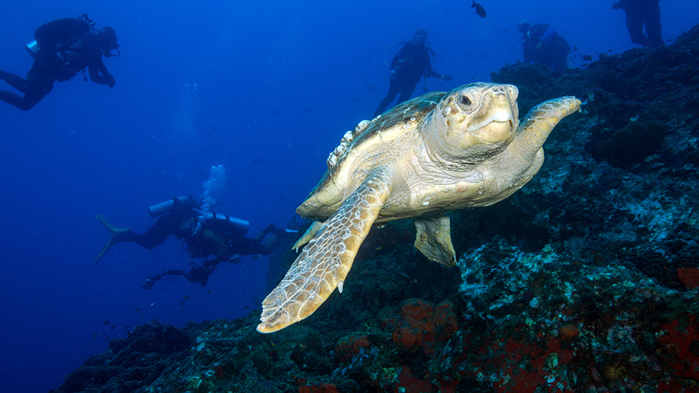 A loggerhead sea turtle swimming toward the viewer, with scuba divers visible in the background