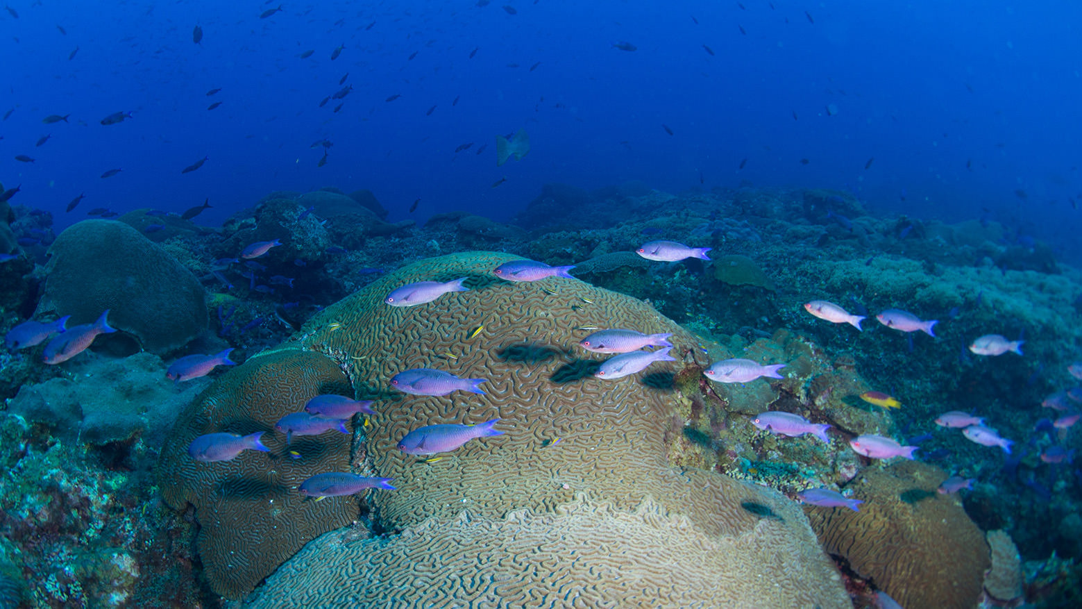 A school of purple fish swimming over healthy brain corals on the reef at East Flower Garden Bank