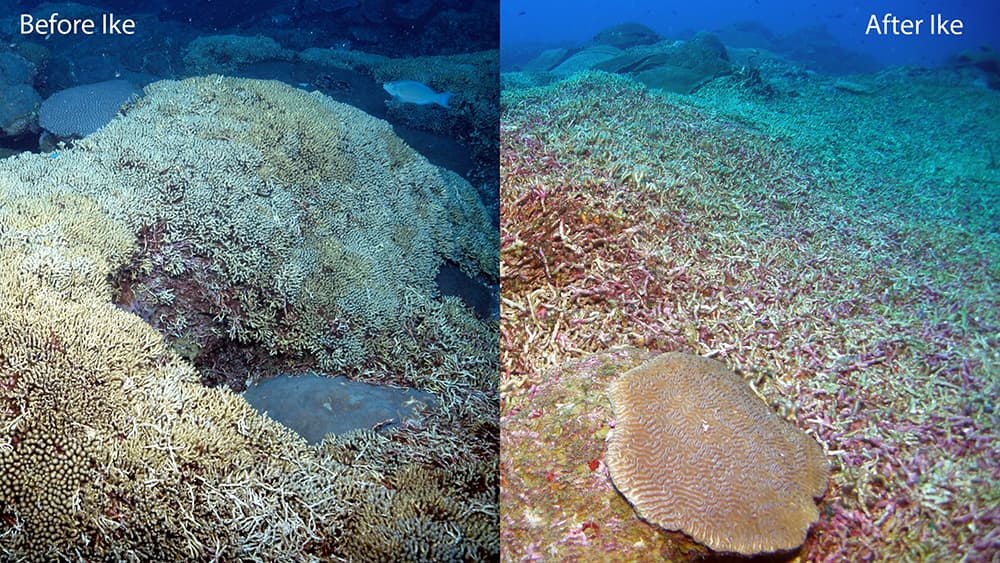 A reddish-colored, multi-lobed sponge on the reef with white sections where it is damaged.