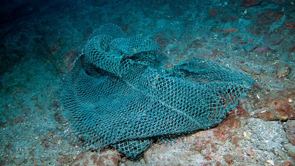 Piece of fishing net on the bottom at Stetson Bank
