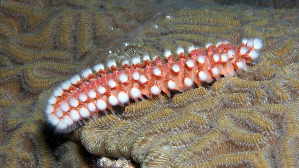Close-up of red, segmented worm with white tufts along the sides of its body as it crawls across a brain coral.