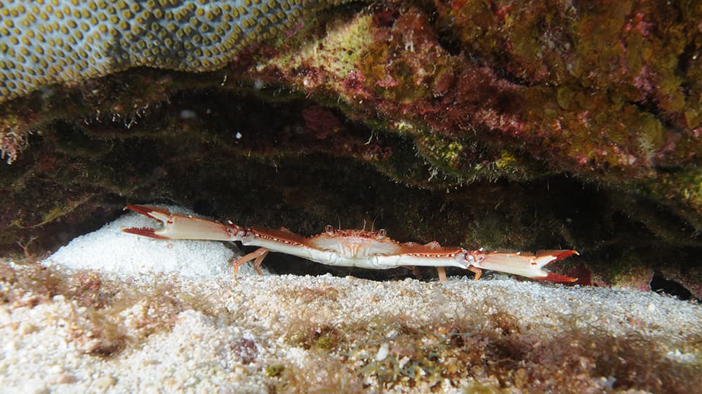 A flat-shaped crab hiding in a reef crevice with pincers extended