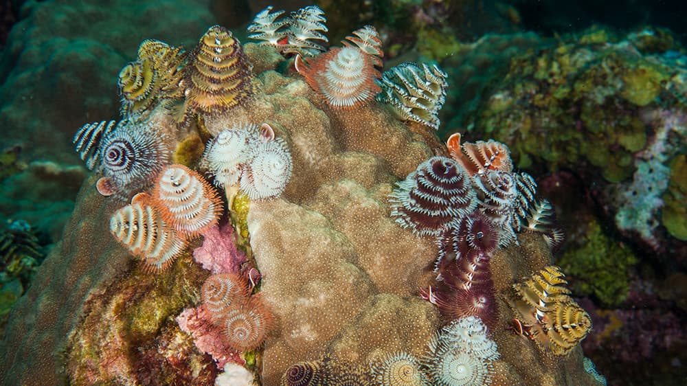 17 pairs of feathery, spiral gills that look like Christmas trees