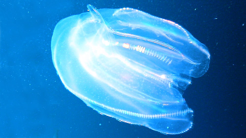 A nearly transparent comb jelly catching the light as it floats in blue water.