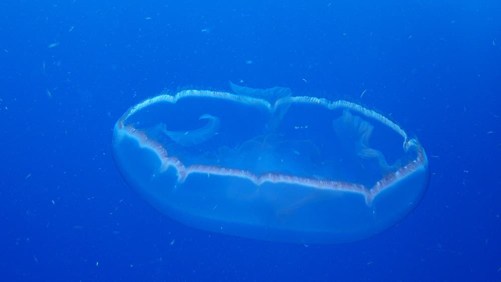 A jellyfish floating upside down in midwater