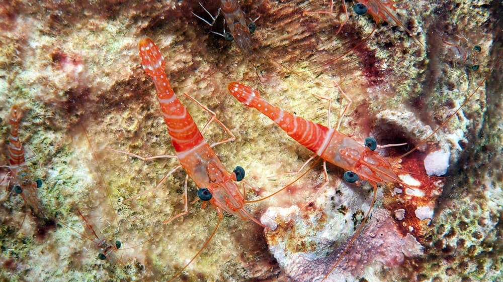 Close up of 6 small red shrimp on reef rock