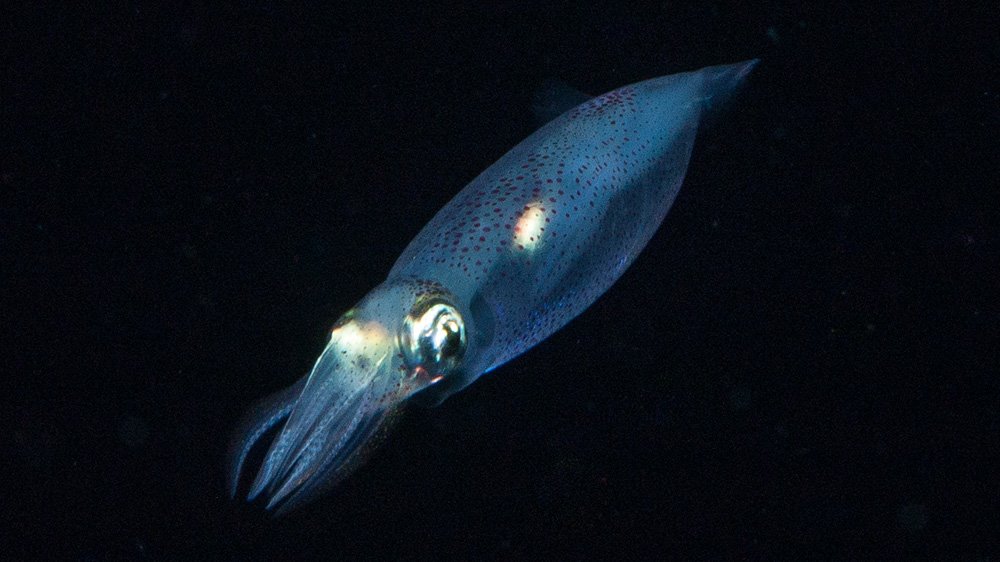 Small squid in open water at night