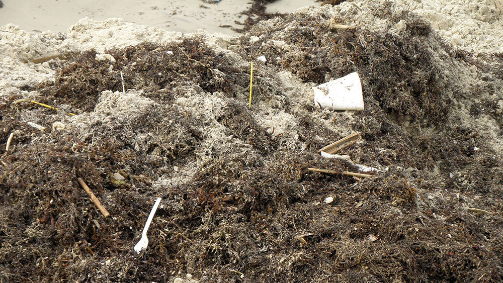 Trash mixed in with sargassum on a beach