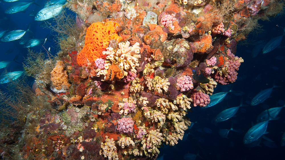 Colonies of Orange Cup Coral cover interspersed with sponges and hydroids on the platform structure.