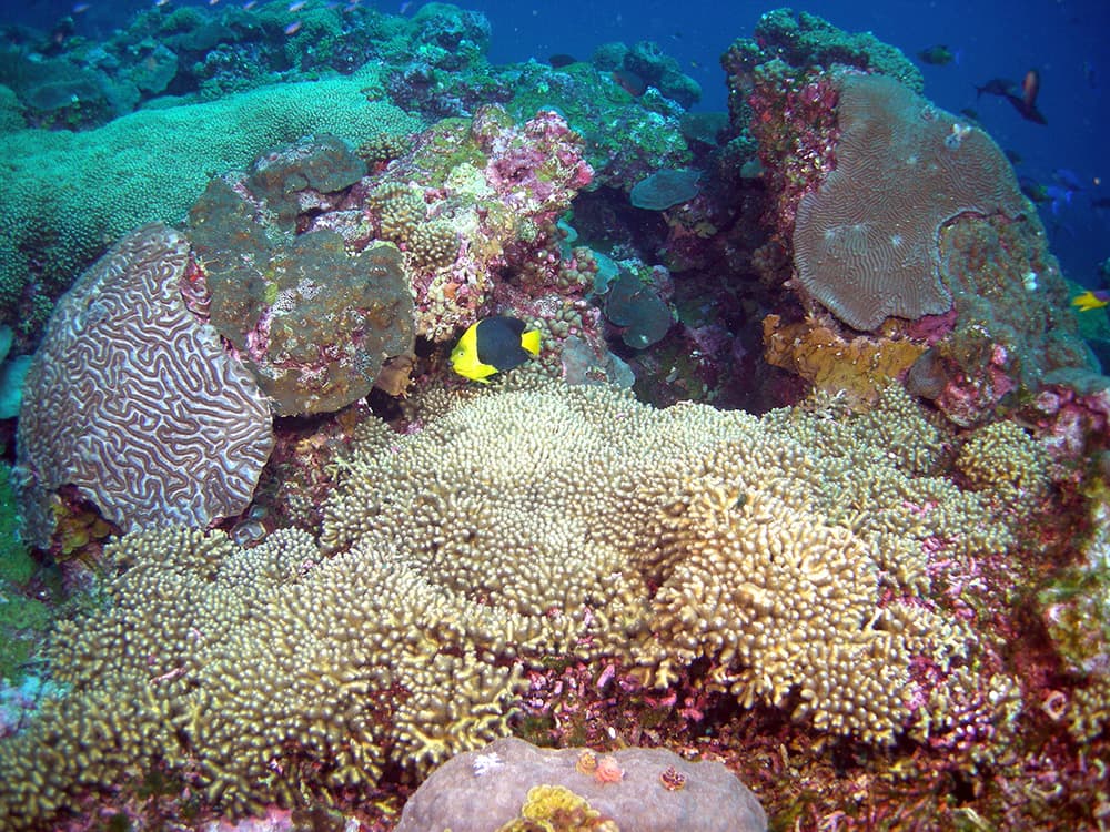 Colorful fish, corals and sponges on the reef at the Flower Garden Banks