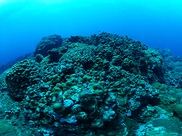 A mound of coral on the reef at East Flower Garden Bank