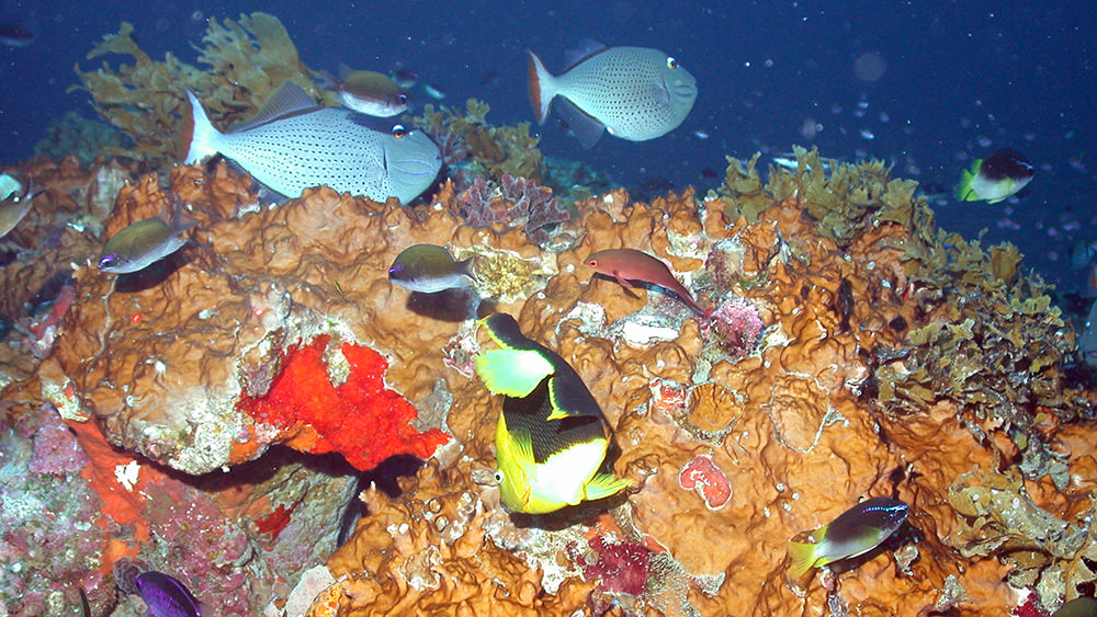 Colorful reef fish swimming over fire coral at Geyer Bank