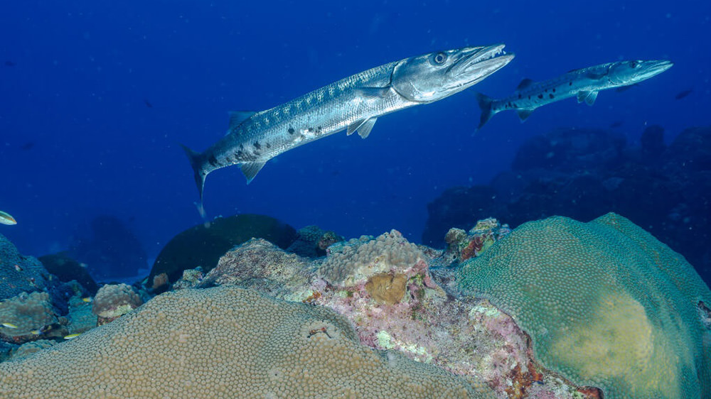 Two Barracudas swim above corals