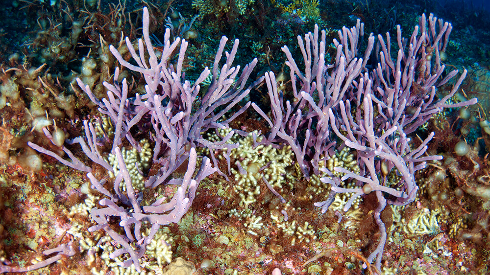 Branching purple sponges towering over small, pale yellow branching corals on the reef