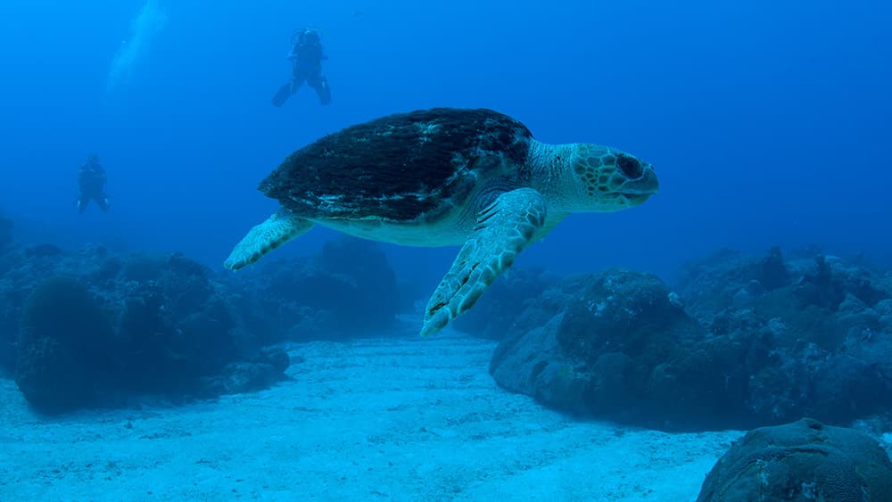Sea turtle swimming past the reef with 2 divers far in the distance