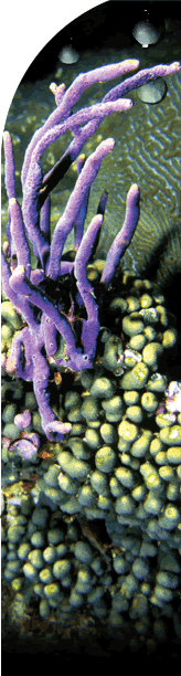 Small, knobby corals in foreground; boulder of brain coral in background.  Long, fingery branches of purple sponge anchored in knobby corals and standing upright.