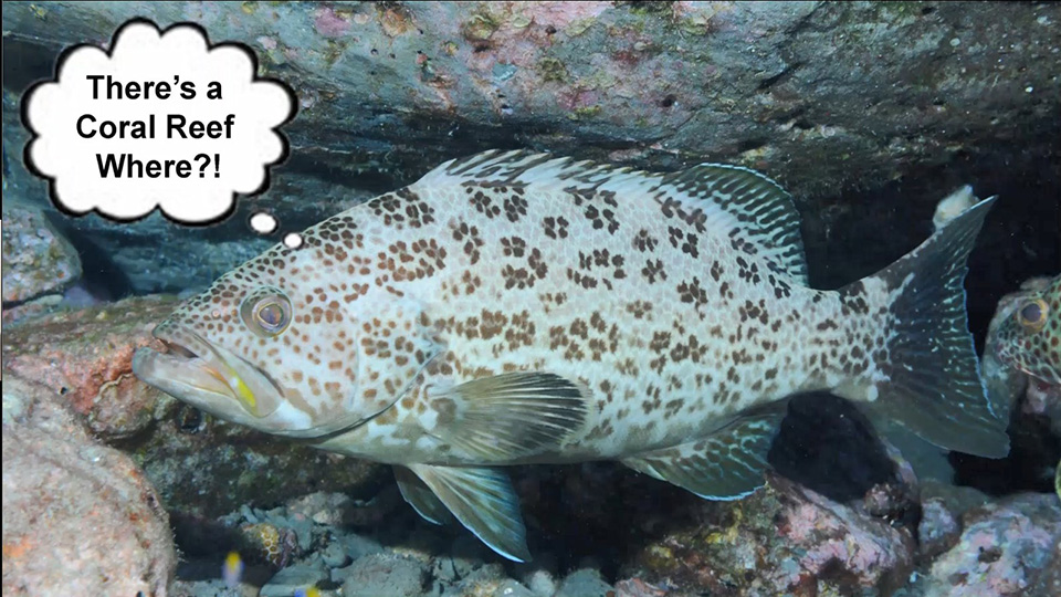 A scamp grouper with a thought bubble that says, There's a coral reef where?